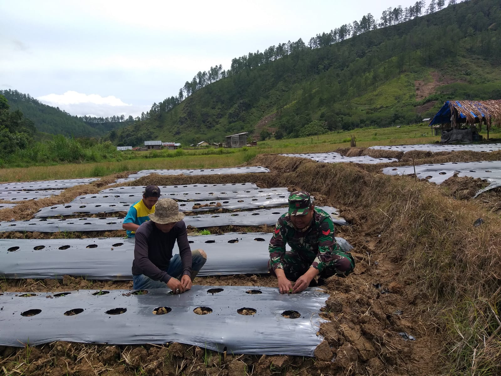 Babinsa Kodim 0106 Bantu Warga Garap Lahan Tanam Cabe