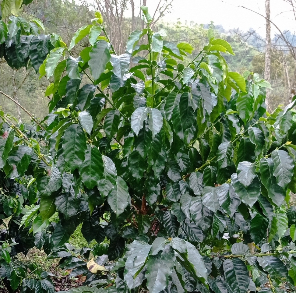 Mengenal Keunikan Tanaman Kopi
