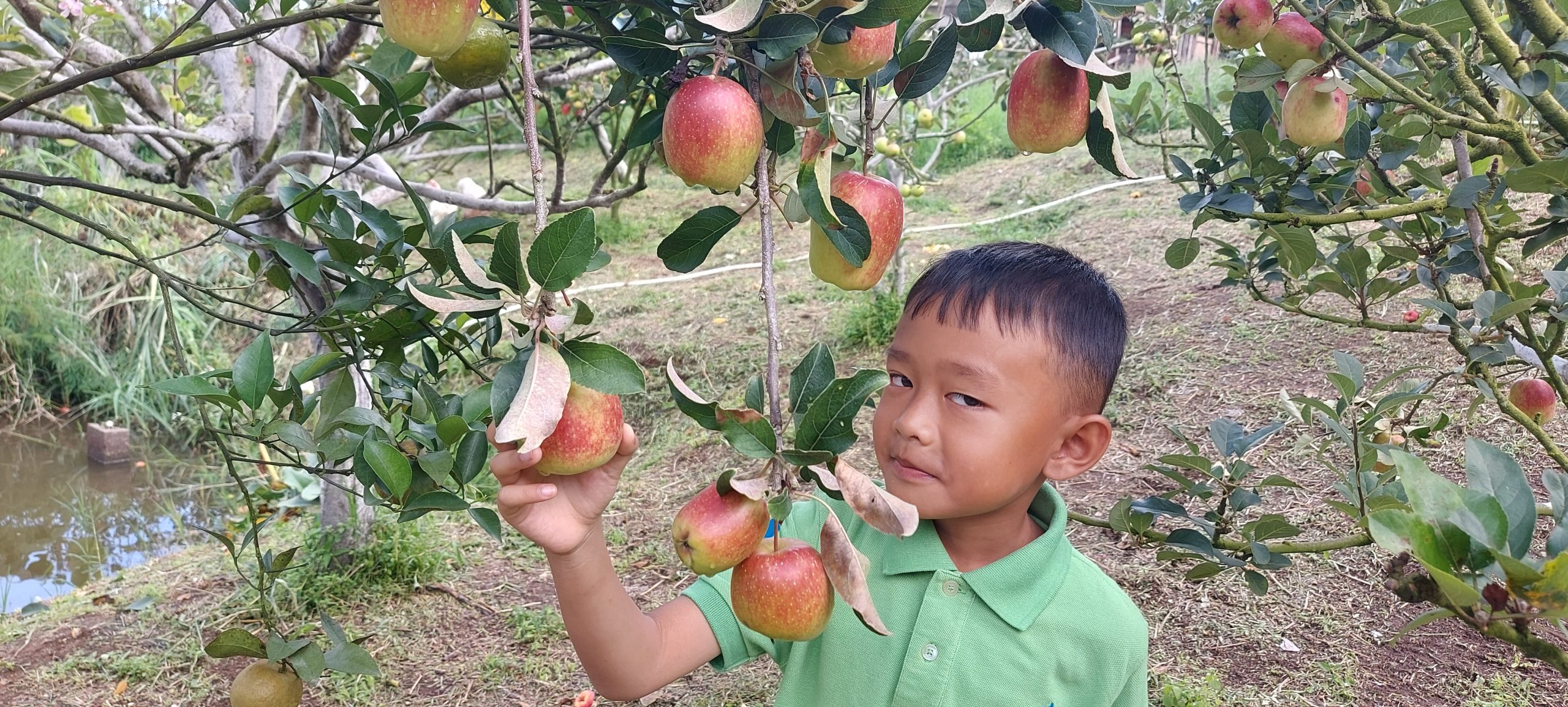 Wisata Kebun Apel Despot Linge, Bagus Untuk Keluarga