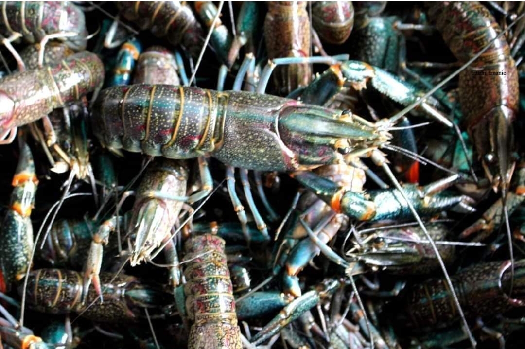 Lobster Danau Lut Tawar Di Harapkan Bisa Berkelanjutan