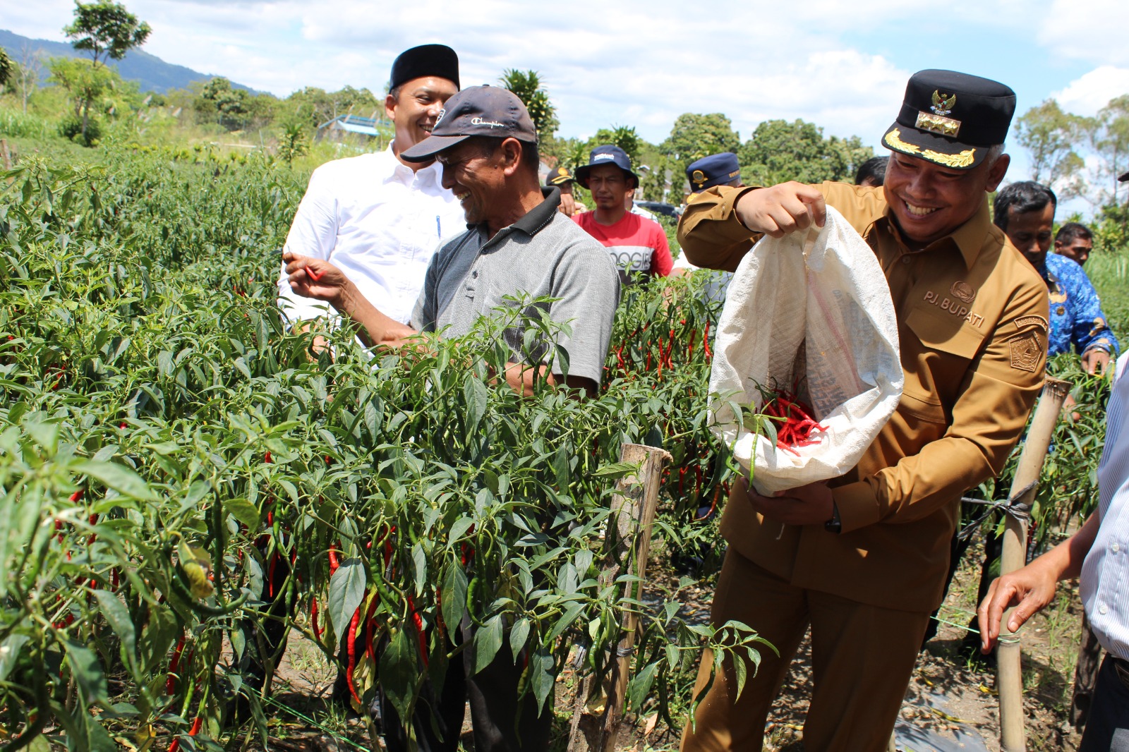 Pj. Bupati Subhandhy Sumringah Panen Cabai Bersama Petani