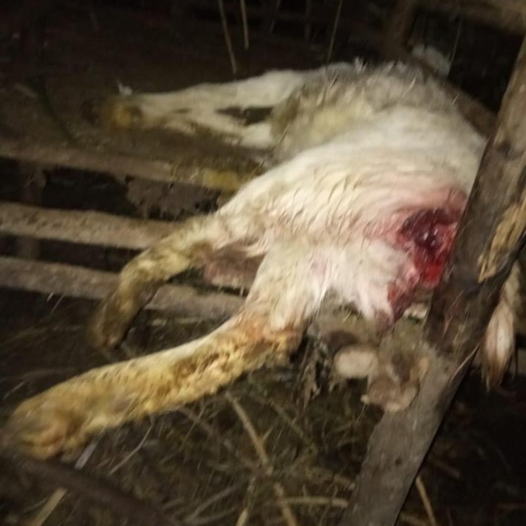 Duh!..Beruang Santap Kambing Warga Kecamatan Jagong Jeget