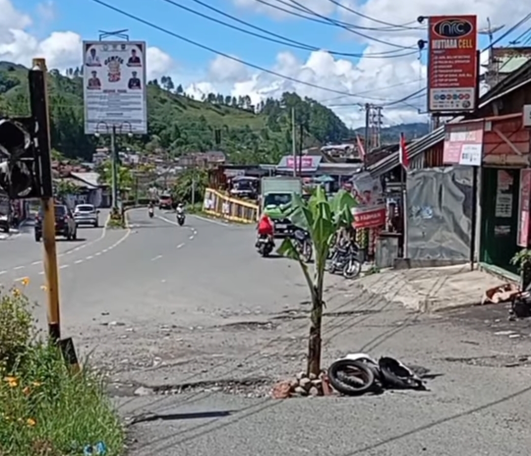 Warga Tan Saril Tanam Pohon Pisang di Badan Jalan Yang Berlubang