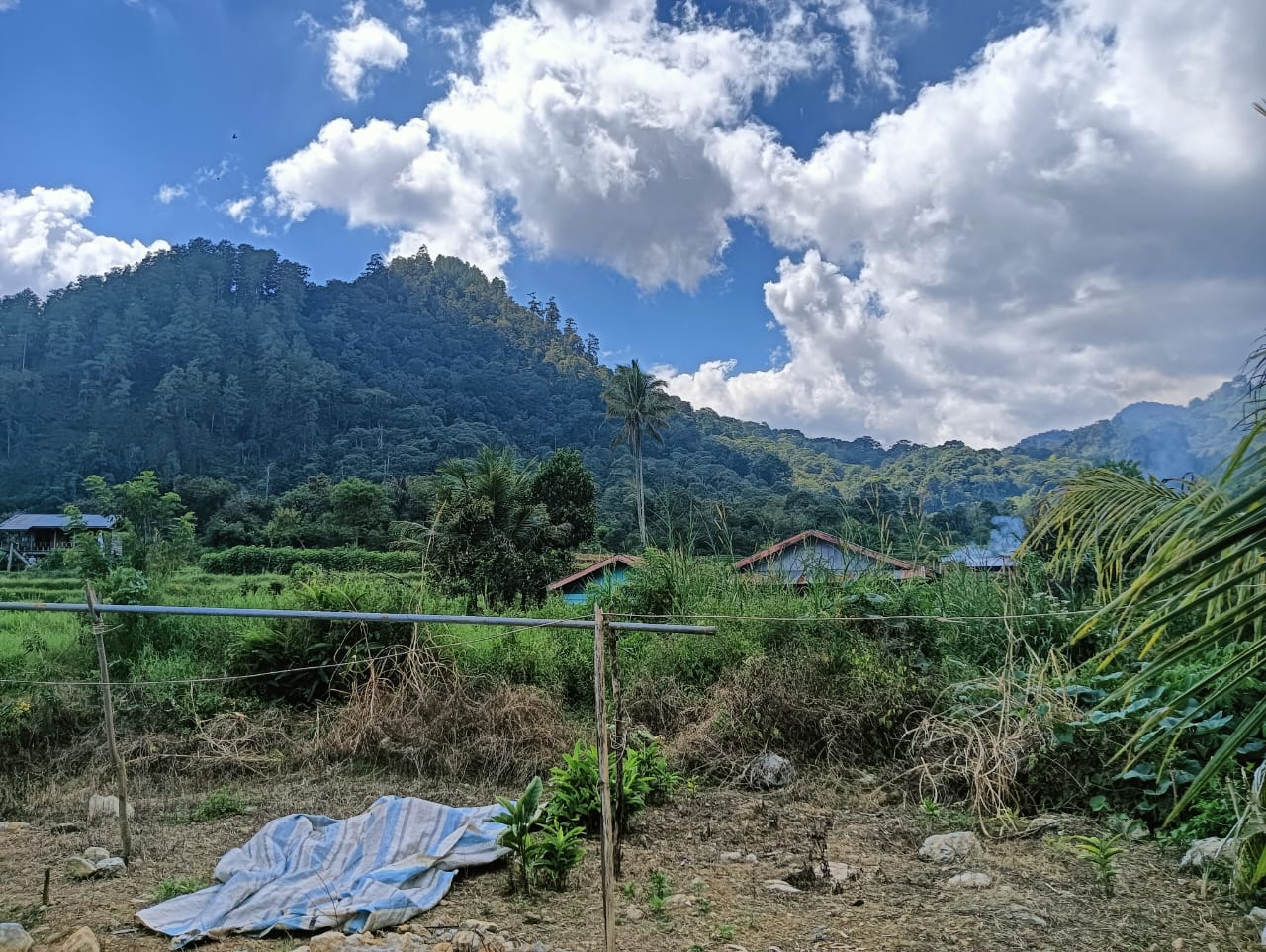 Hutan Konservasi Atau Hutan Buru Linge Tengah di Lirik “Cukong” Kayu