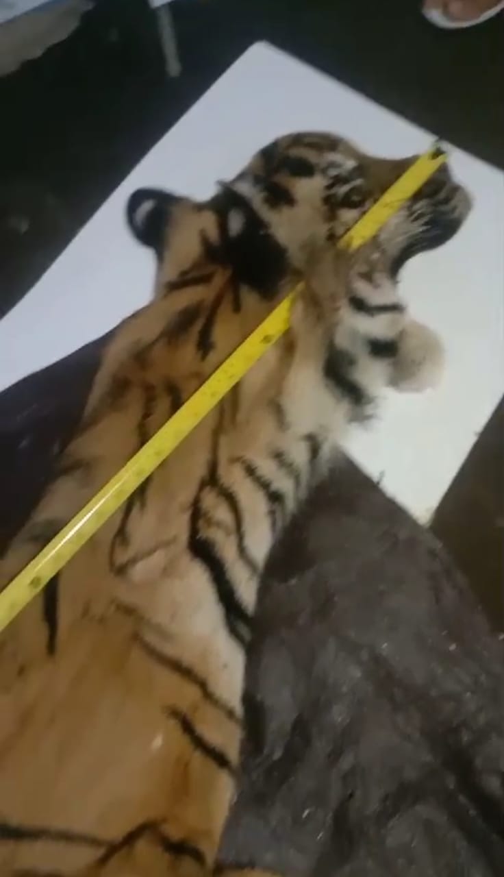 Harimau Sumatera Dikuliti, Berasal Dari Desa Mungkur Kecamatan Linge, Lima Tersangka di Tangkap