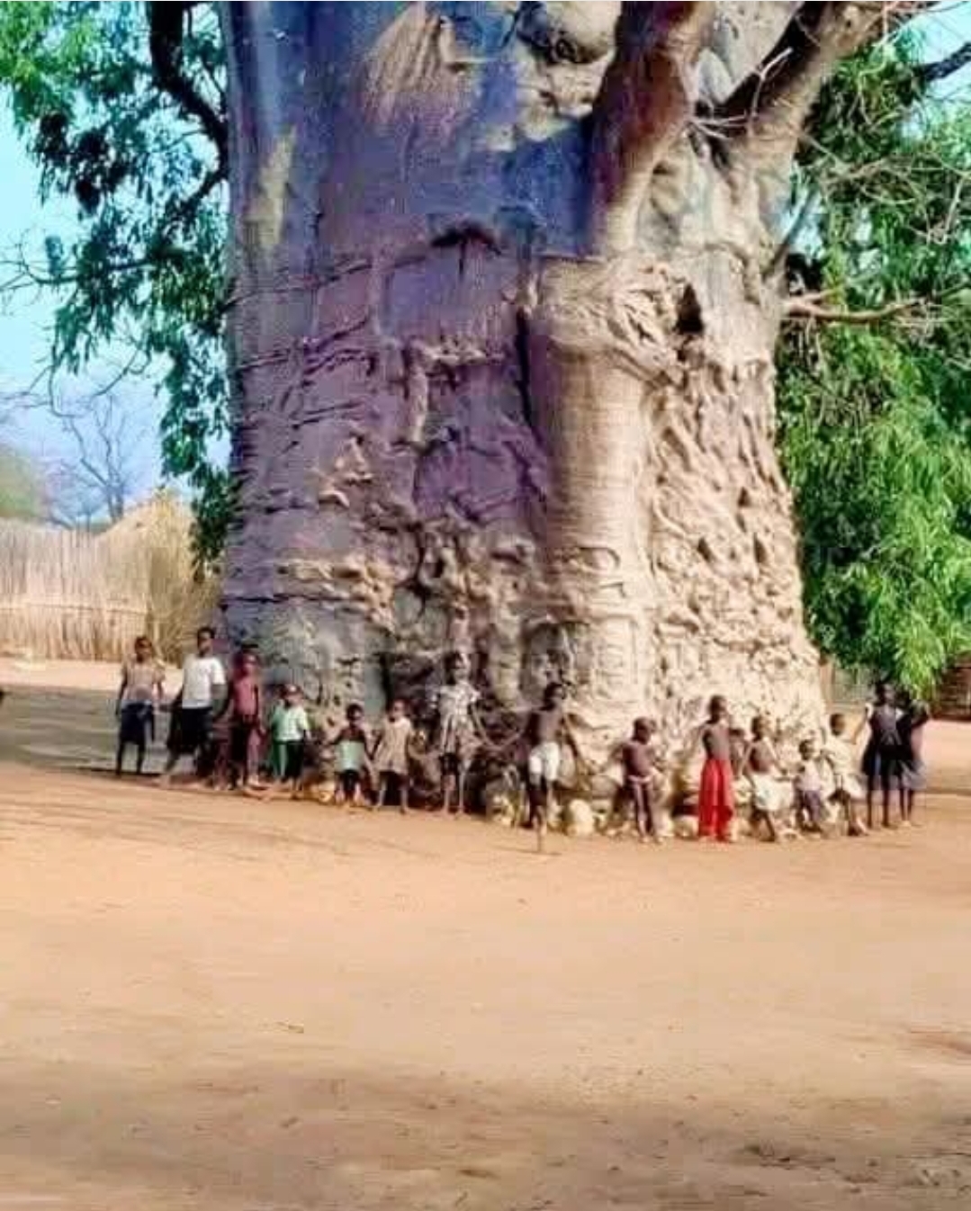 Baobab, Pohon Kehidupan Di Afrika 1001 Manfaat