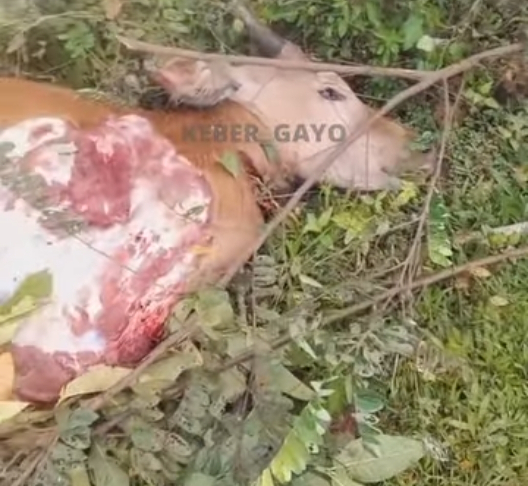 Pencuri Ambil Empat Bagian Paha Sapi, Bagian Perut dan Kepala di Buang