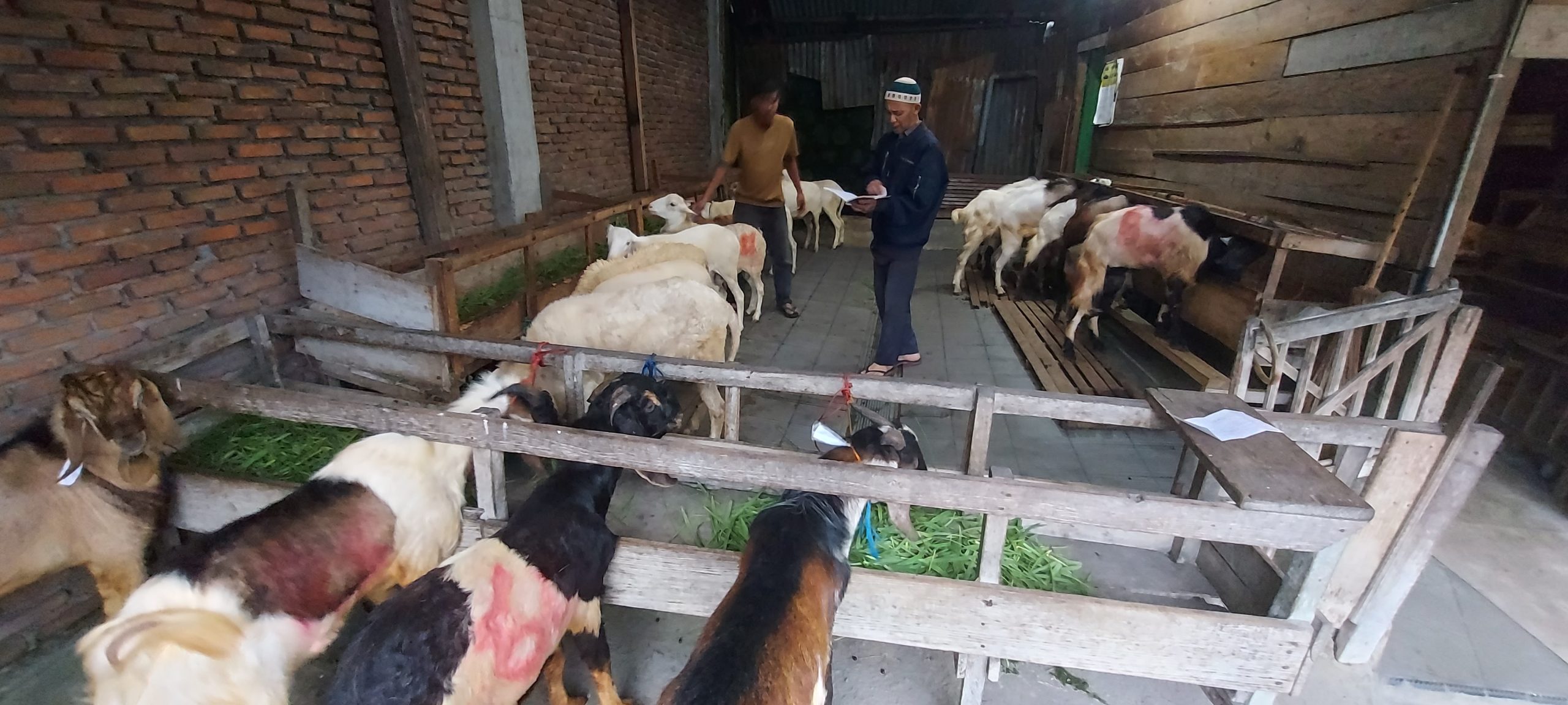 Wan Simpang Empat, Penjual Hewan Qurban Dengan Harga Terjangkau