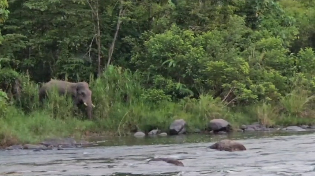 30 Ekor Gajah Lintasi Pemukiman Warga Pamar, Tanaman Warga Rusak Parah