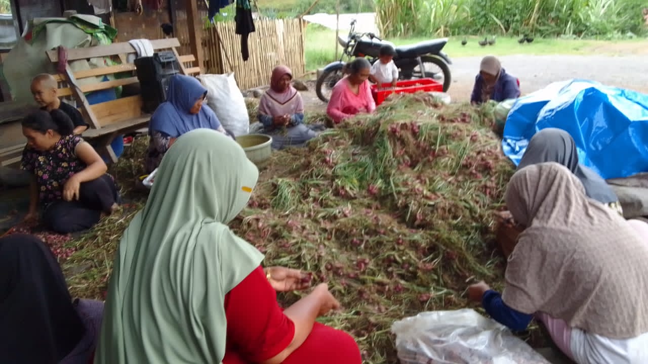 Petani Bawang Merah Nosar, Berharap Pemerintah Daerah Campur Tangan Tentukan Harga
