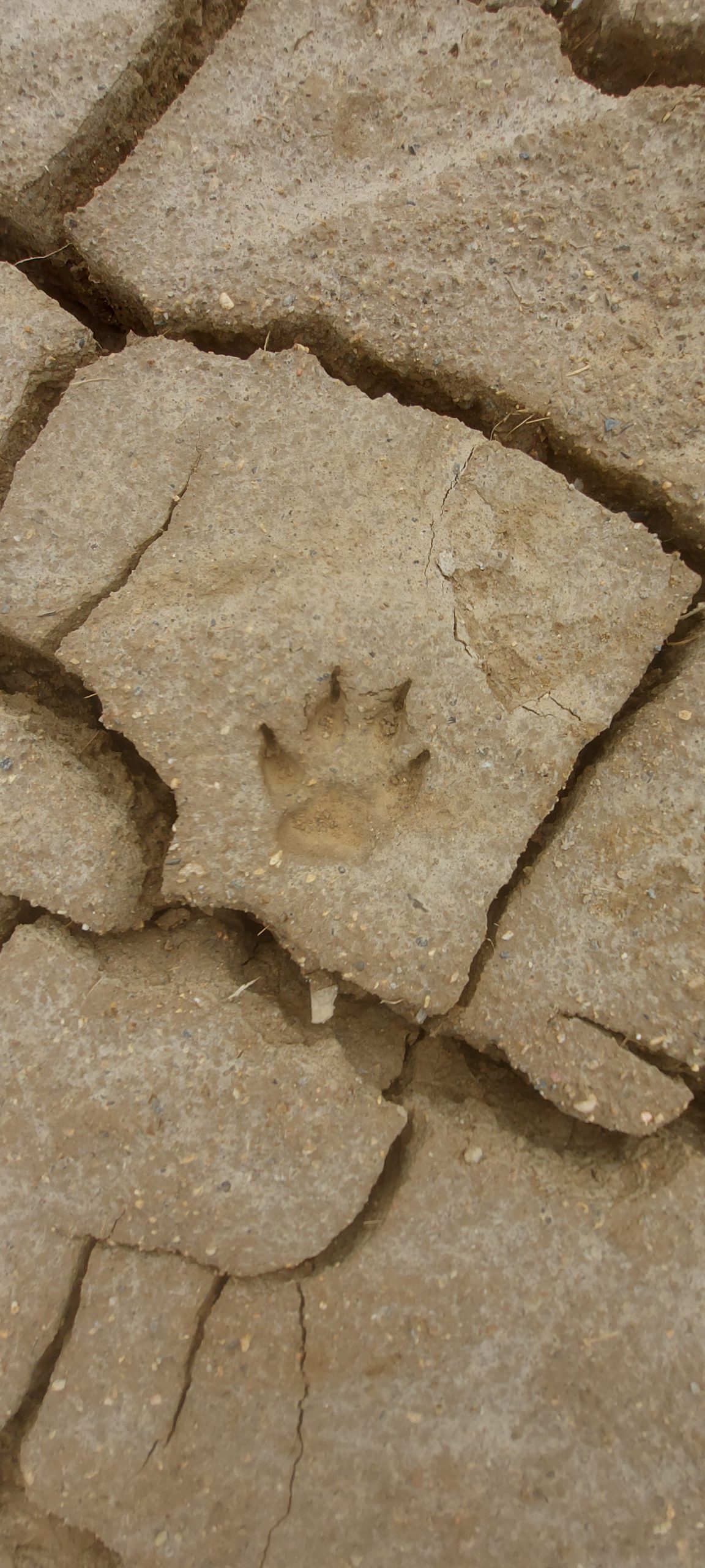 Jejak Kaki Harimau di Tanah Longsor Mendale Kebayakan Pinggiran Danau Lut Tawar