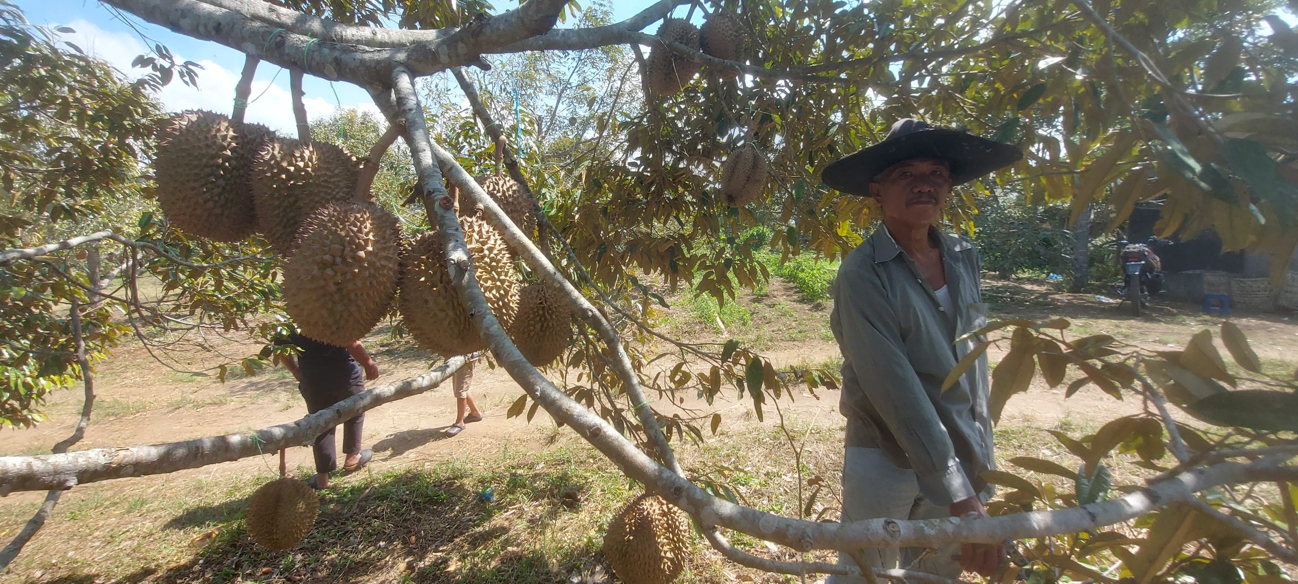 Zainul Purba Pensiunan ASN Kembangkan Durian Musang King Gayo