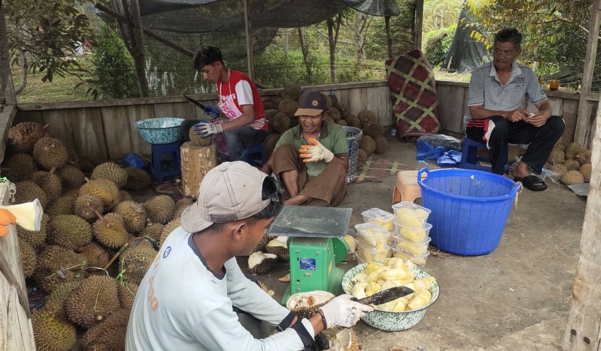 Pengusaha Durian Musang King Gayo, Zainul Purba; Kita Menunggu Owner Uncle Durian Asal Medan