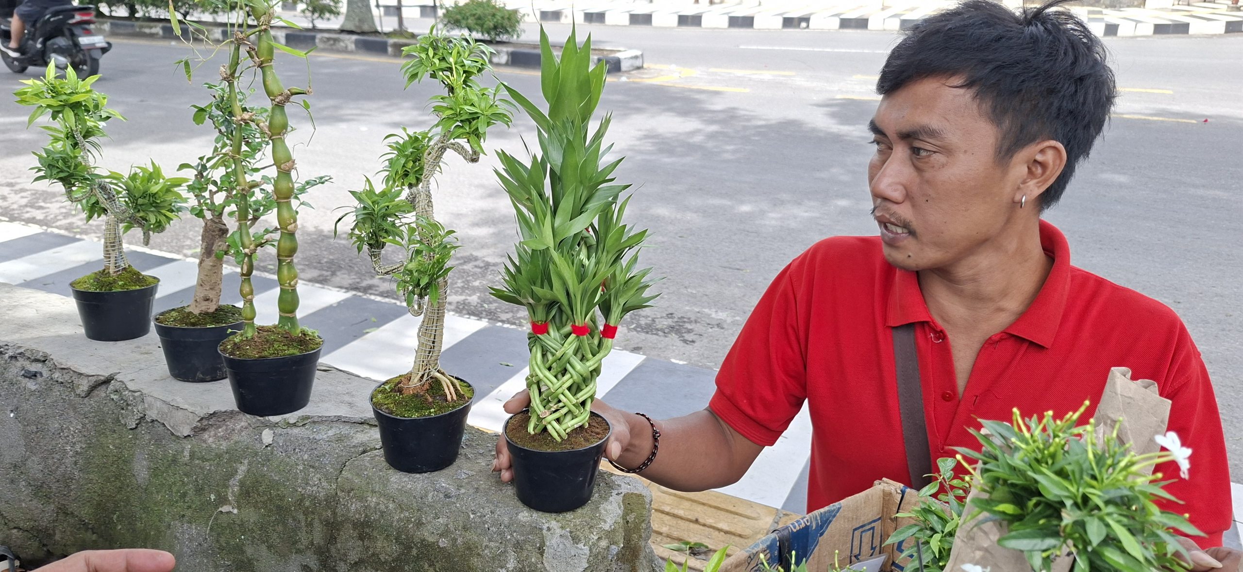 Penjual Bonsai Keliling Asal Purwokerto “Jelajahi” Kota Takengon Sambil Cari Sesuap Nasi