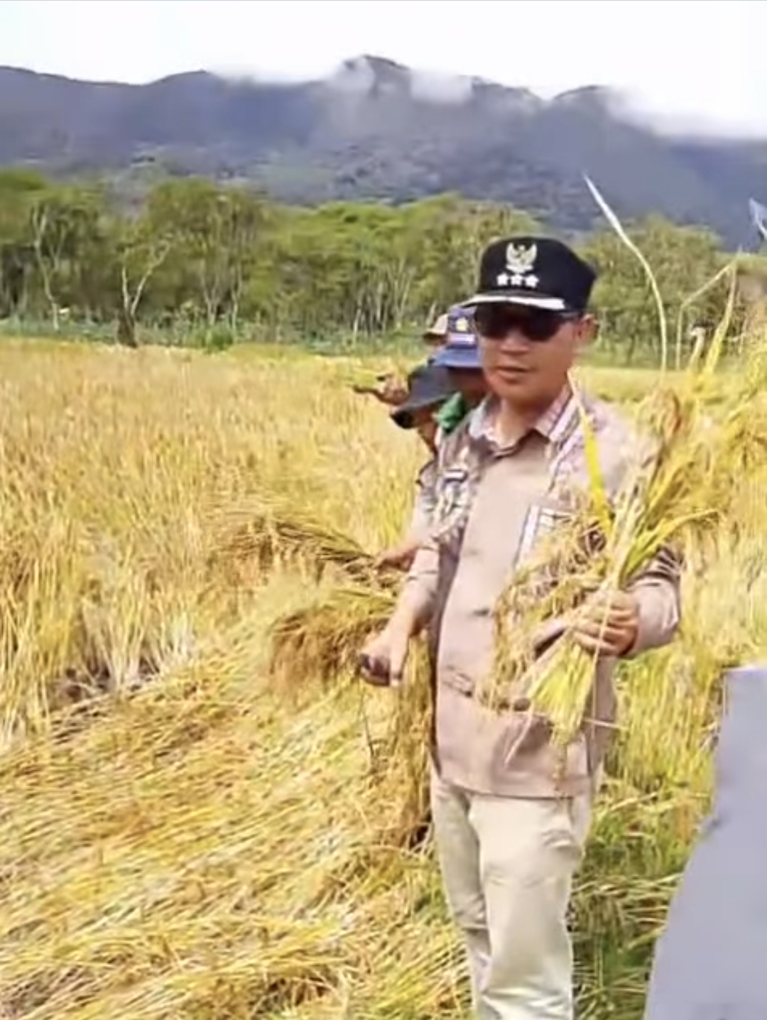 Akibat Bencana November 2025 Lalu, Produksi Gabah Di Jagong Jeget Menurun
