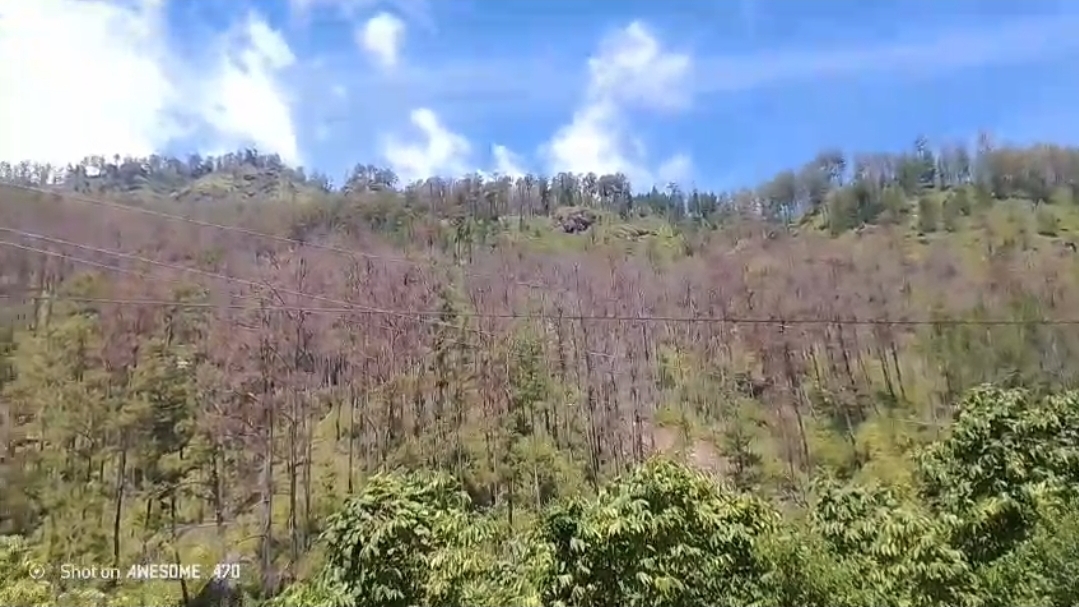 Hutan Pinus Linge Kekeringan Diduga Akibat Penderesan Yang Brutal