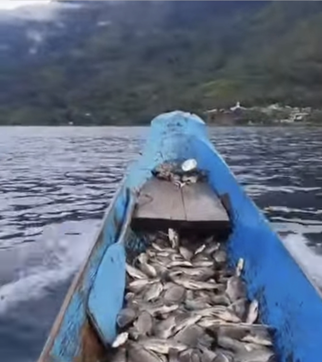 Nelayan Danau Lut Tawar Sumbringah Ikan Danau Melimpah, Pemain Cangkul Padang Harus Tetap Dicegah