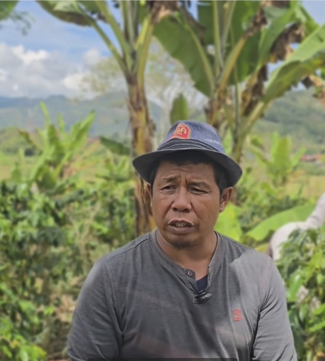 Kondisi Terkini Kopi Gayo: Awal Panen Kualitas Masih Kurang Baik, Namun Permintaan Tinggi